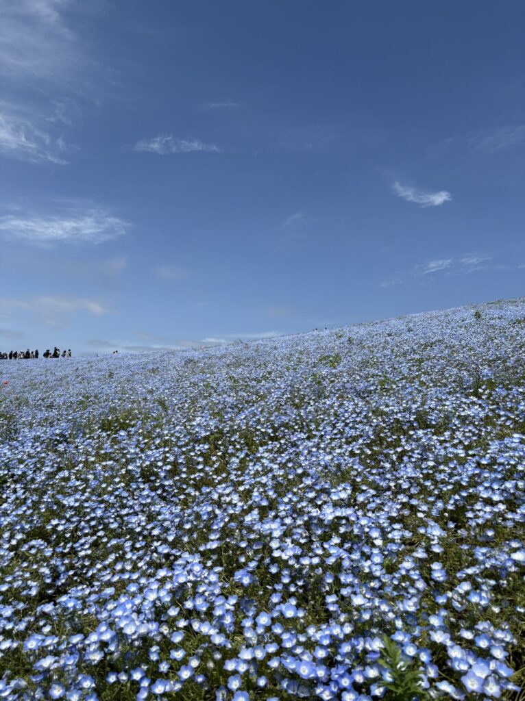 国営ひたち海浜公園 ネモフィラ
