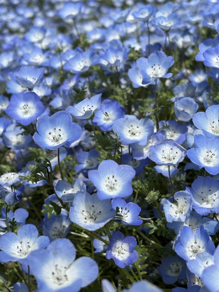国営ひたち海浜公園 ネモフィラの丘
