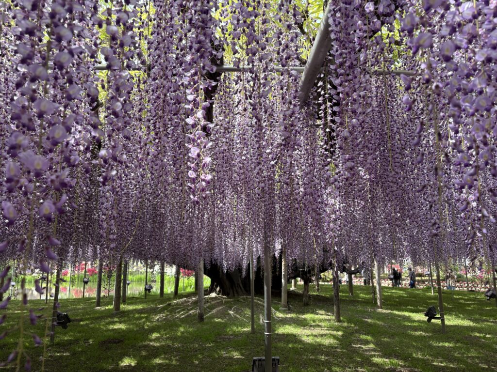 あしかがフラワーパーク 大藤