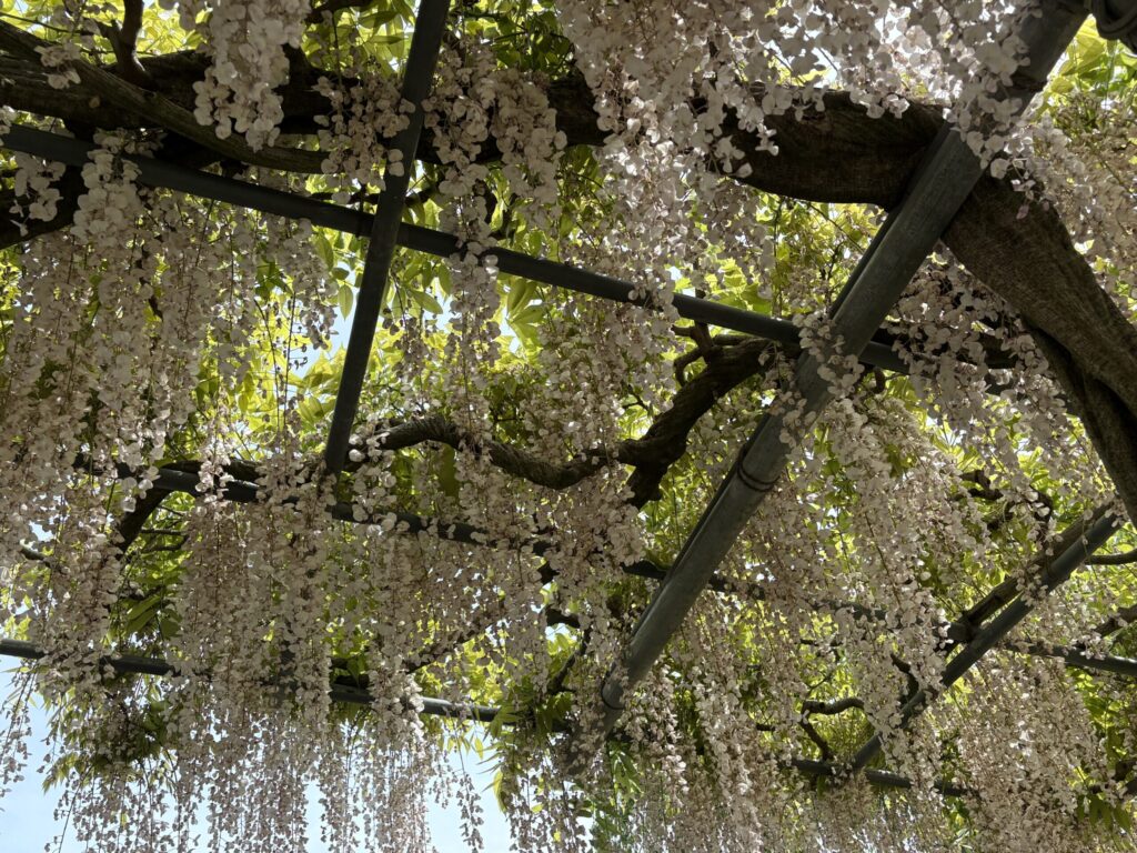 あしかがフラワーパーク 白藤