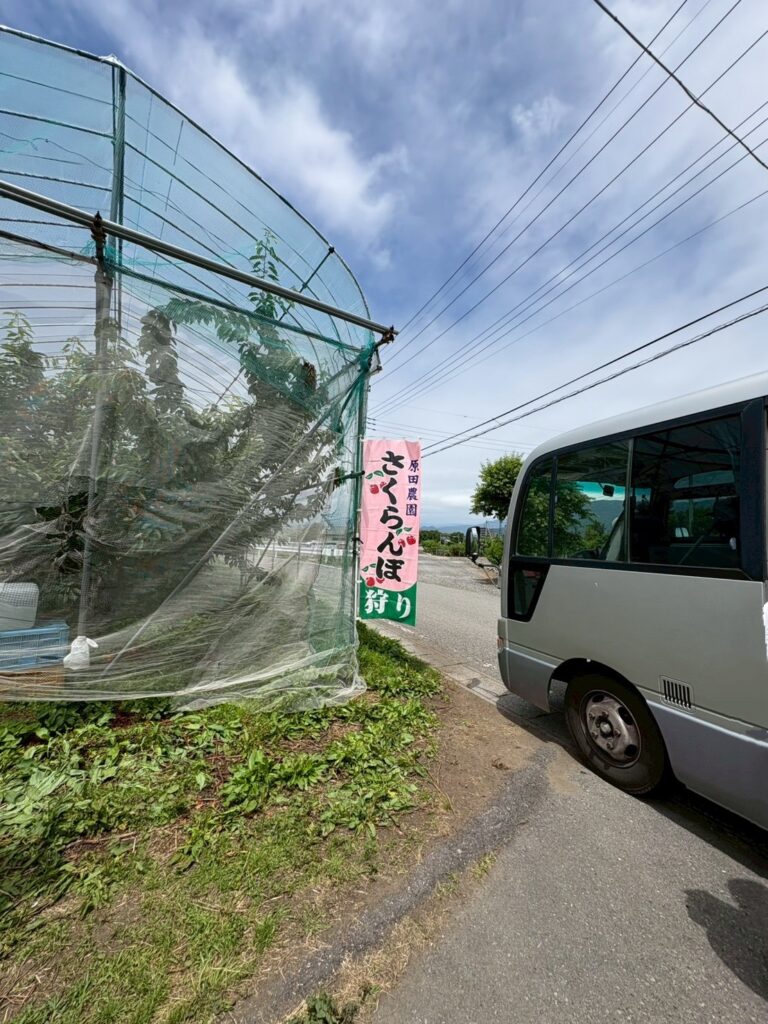 さくらんぼ畑
